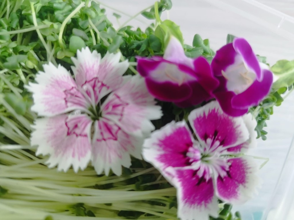 Dianthus and rock violet on a bed of microgreens