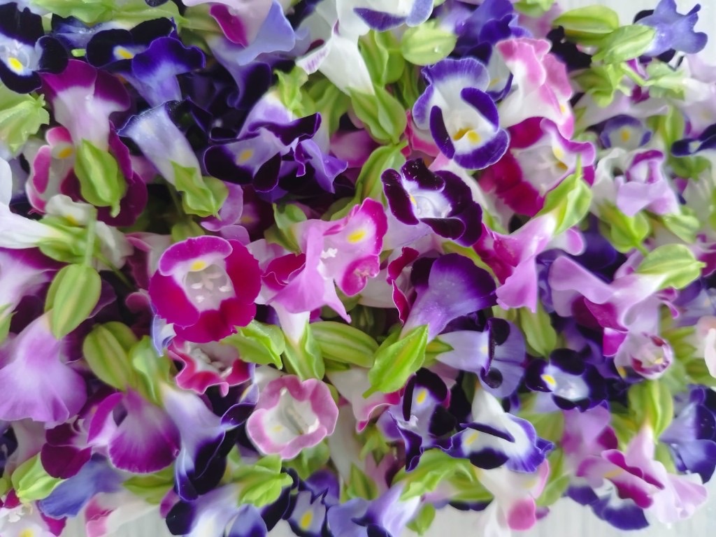 Rock violet edible flowers