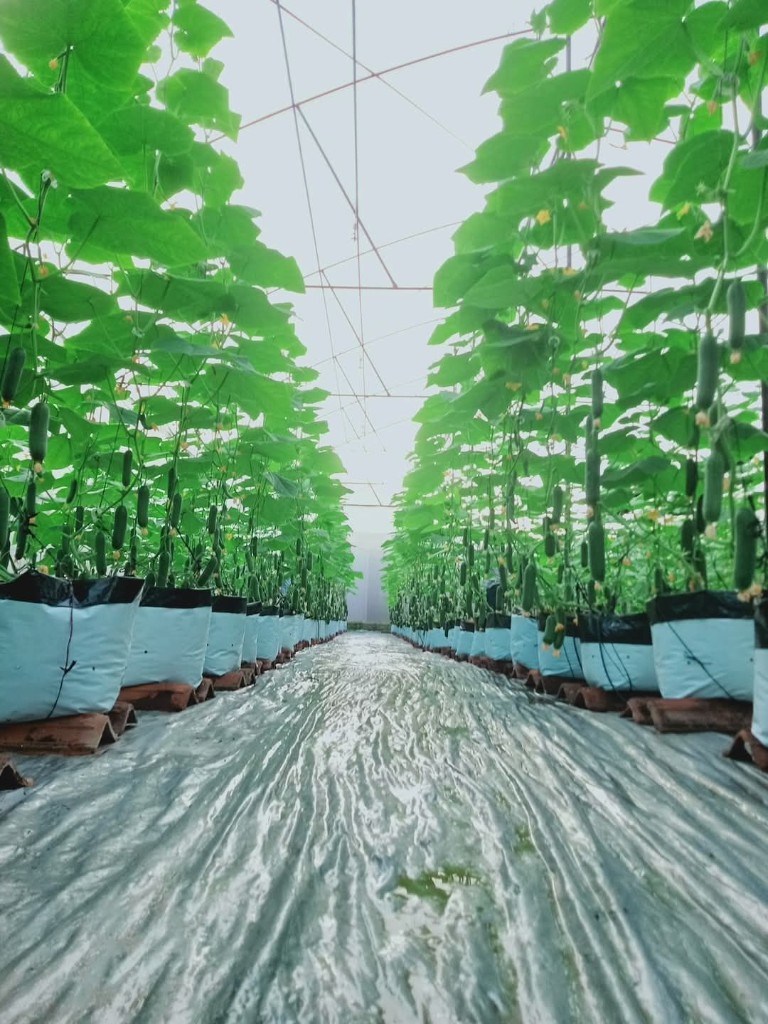 Salad cucumber farming at Peak Agro Lanka