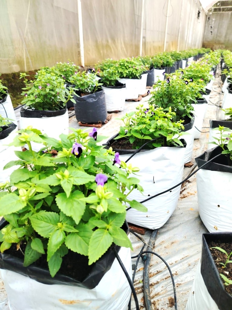 Rock violet plants growing in the Peak Agro greenhouse