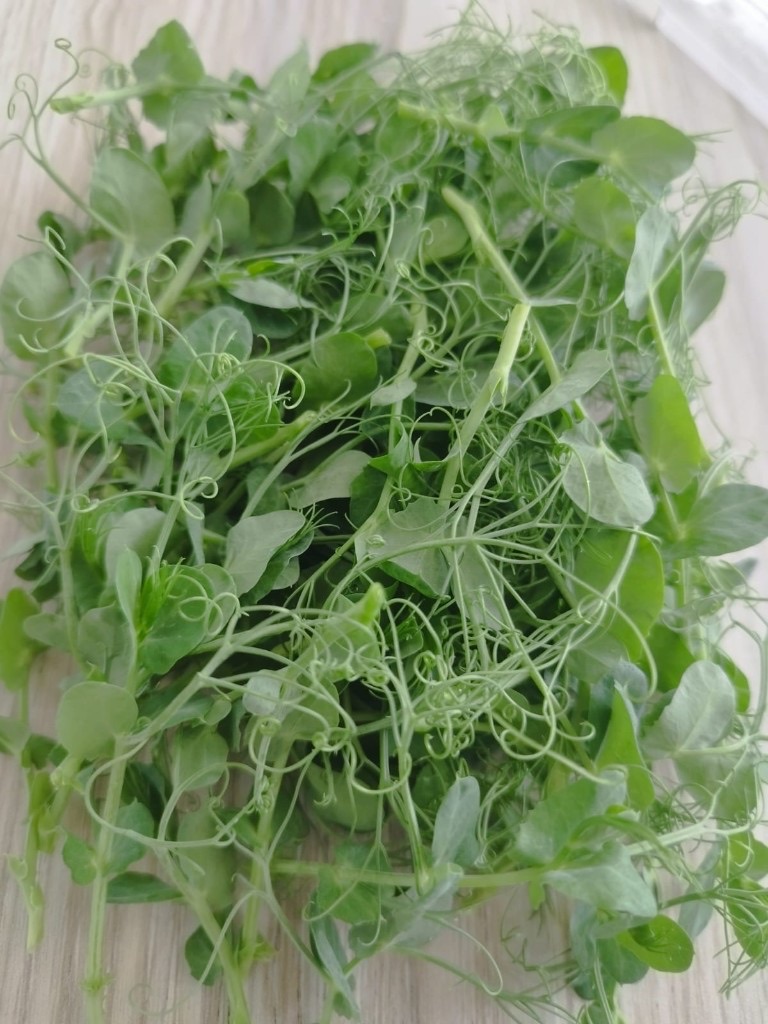 Pea shoot microgreens from Peak Agro Lanka