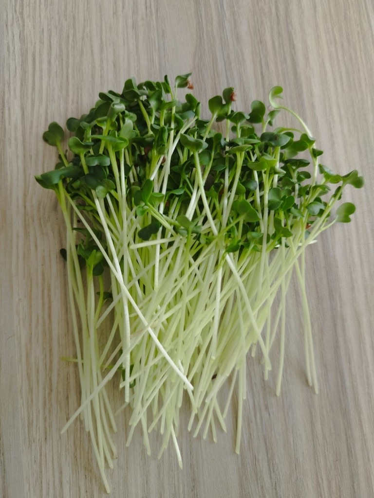 Radish microgreens from Peak Agro Lanka