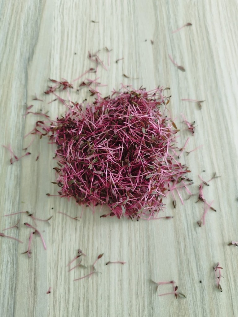 Red amaranth microgreens from Peak Agro Lanka