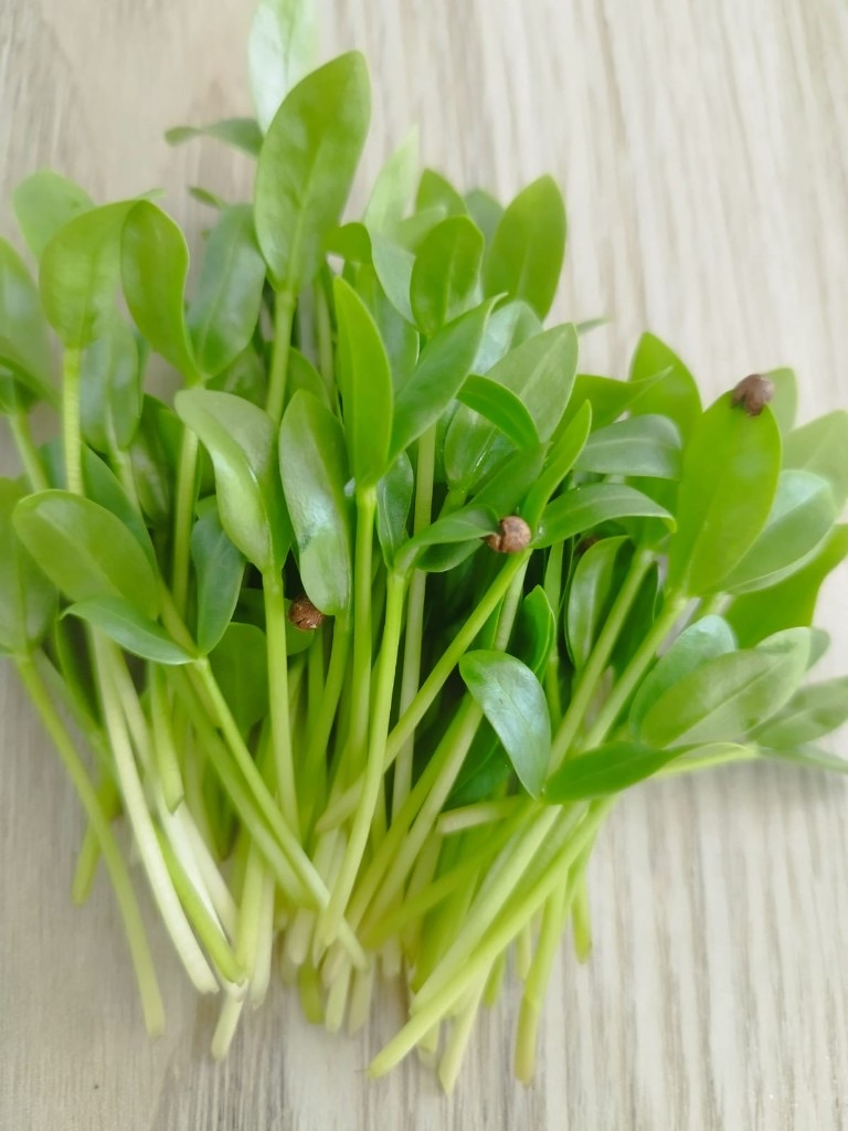 Spinach microgreens