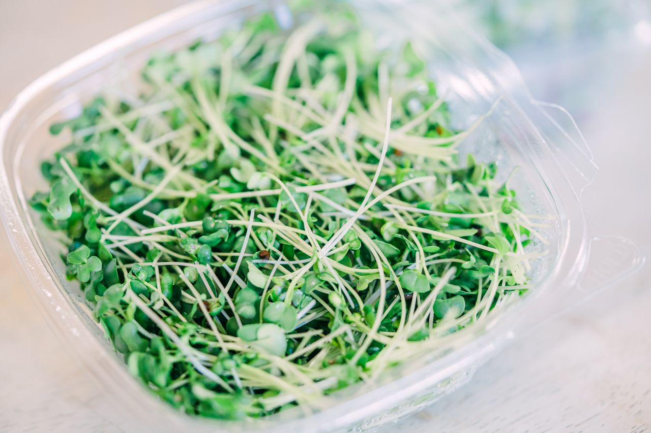 High-quality image of fresh microgreens in a plastic container, ideal for healthy cooking themes.