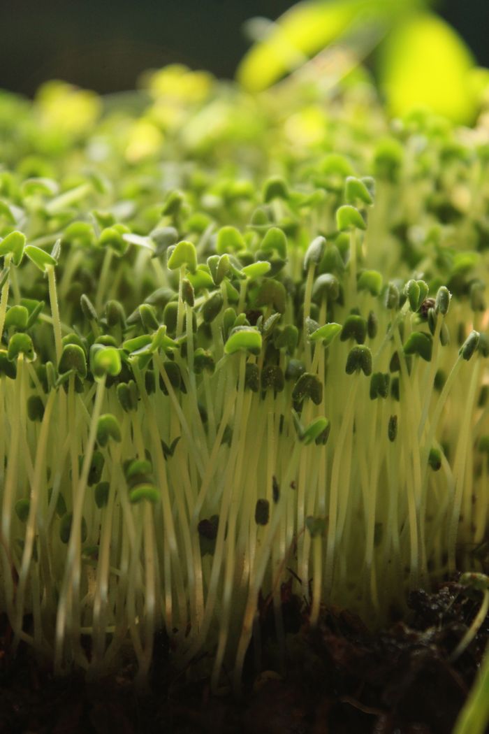 Vivid macro shot of vibrant microgreens sprouting, ideal for health and nature visuals.