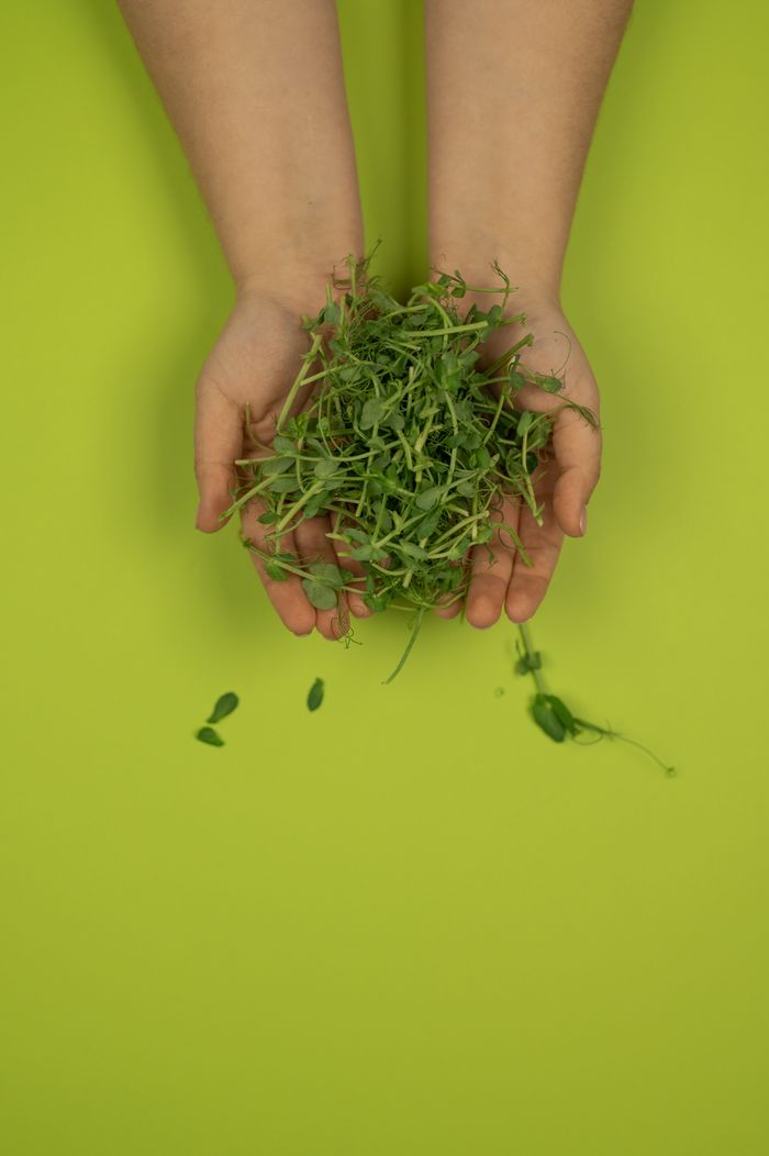 Overhead view of crop unrecognizable person showing garden cress leaves with curved stems on green background