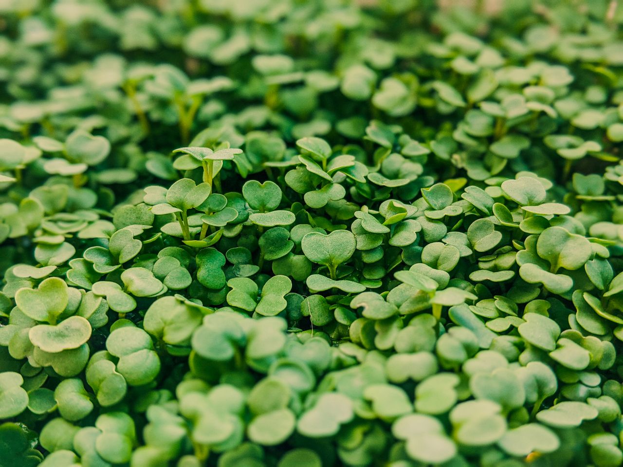 Lush bush with green leaves of healthy microgreens growing in botanical garden on blurred background on summer day in countryside